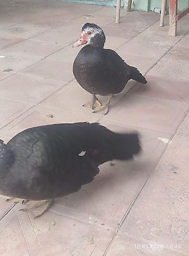 Quşlar: Musk ördəkləri (indoutka) – 2 ədəddi .ərkey dişiliyini bulmirəm.8 — 3