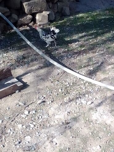 beçə: Salam 3 ədəd avısduroloq toyuqdur bir ədəd yaponkadır iki ədər bece — 1