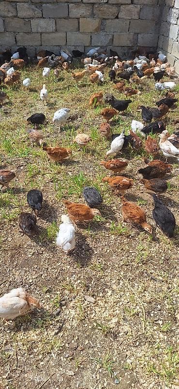 toyuq cuceler: Toyuq cücələri, Damazlıq — 5