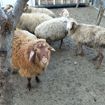 6 qoyun 1qoc bir yaşında qoyunlar boğazdır satılır lalafo.az -da 6 qoyun 1qoc bir yaşında qoyunlar boğazdır satılır