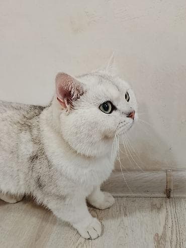 cutlesdirmek ucun pisik: Britan — 6
