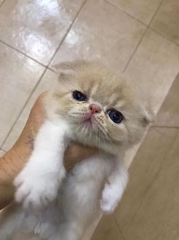 it cinsi: Fars, Yaxşı əllərə — 2