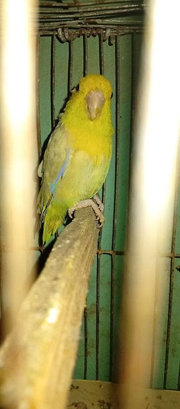 ereb ati satilir: Salam 1 cüt korella 70 manata.bala almışam 4 ədəd elada baxırlar 1 — 4