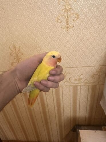 ZİL: Növbə: Sevgi quşu (lovebird), əl öyrəşmiş Xüsusiyyətlər: - Parlaq — 6