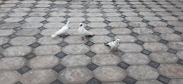 qırğı quşu: Üç ağ göyərçin. Quşların rəngi əsasən ağdır, ikisinin quyruğunda və — 2