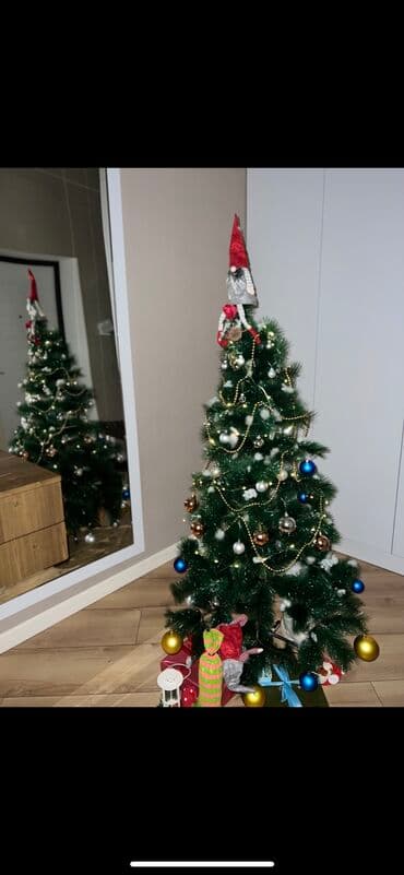 bertolesiya ağacı: Şam ağacı/ Yolka 150 sm 1 il qurulub İdeal vəziyyətdə Bircə ayağında — 2