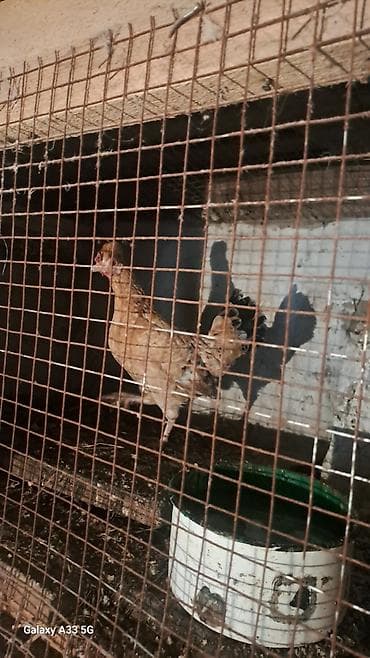 ordək: Toyuq, Damazlıq — 6