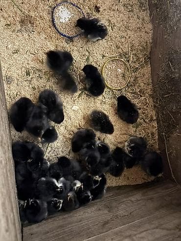 kend cucesi: Toyuq cücələri, Damazlıq — 4