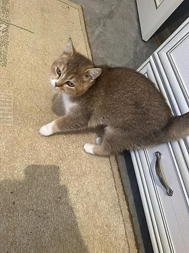 Digər heyvanlar: Britan — 4