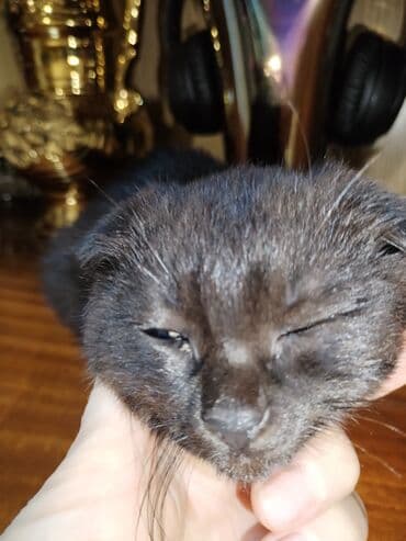 шотландская кошка: Шотладская вислоухая, Самка, Самовывоз — 2