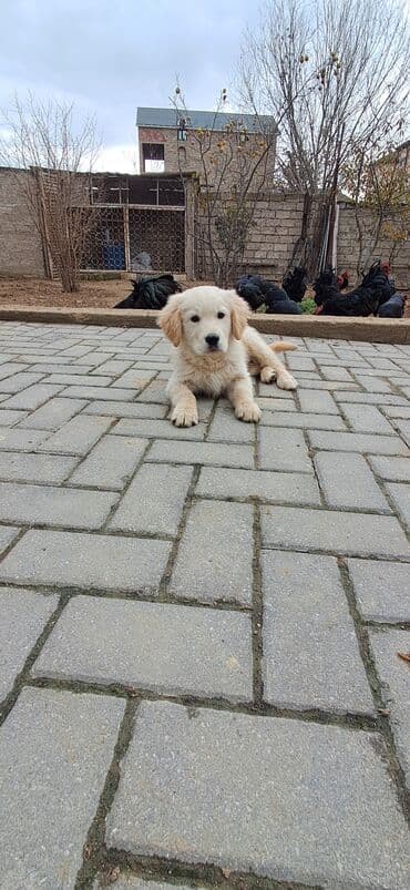 it golden: Retriever, 2 ay, Erkek — 4