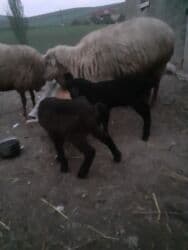 отдам в добрые руки собаку: 3 balalı hevandı — 3