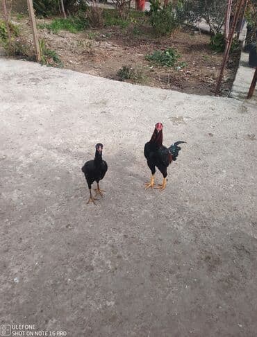 Собаки: Məhsul: Qara-qırmızı rəngli xoruz və toyuq (cüt) Təsvir: - Uzunboyun — 3