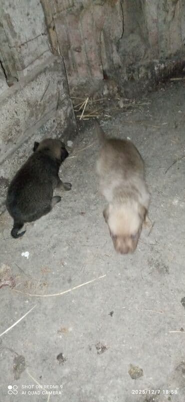 etibarlı əllərə itler: Zvanok damka arginali təmiz qan küçükleri satılır Balaca ölçülü həyət — 4