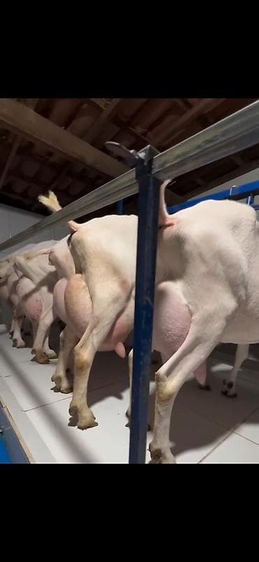 mal inək: Süd istehsalı üçün yüksək məhsuldar keçilər – damazlıq sürü 6 eded — 7