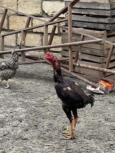 dana 2024: Xoruz, Heyratı, il: 1, Ünvandan götürmə, Ödənişli çatdırılma, Rayonlara çatdırılma — 3