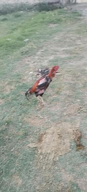 ucuz gullər: Salam alekum kim qapısına yaxşı hevan isdiyir buyurusun dedesi şamo — 4