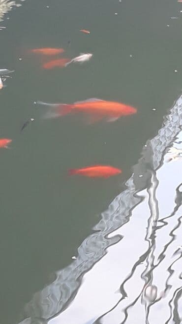 nemo baligi: Yapon qizil baliqlari, hal hazirda hovoz seraitinde yasayirlar — 9