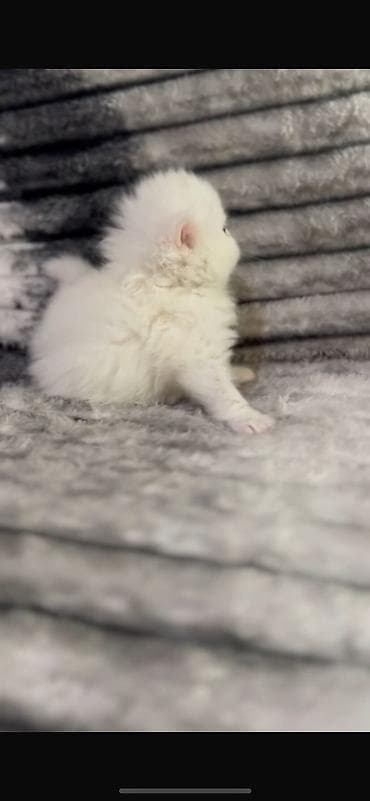 sfinks pişik: Şirin pişik balaları – uzun tüklü, boz-ağ rəngli - Cins: Uzun tüklü — 6