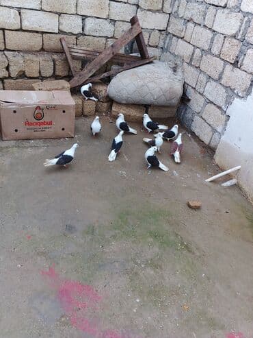 bakida it bazari: Satılır — 2