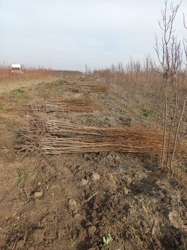 green pharma baku: Məhsul: Şəxsi tingçilik təsərrüfatında yetişdirilən meyvə tingləri — 4