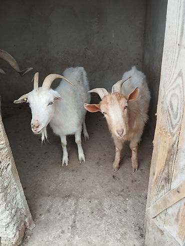 Pişiklər: Erkək, il: 1, Damazlıq — 5