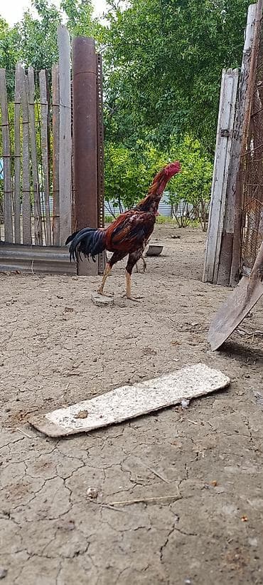 Xoruz, Heyratı, il: 1, Ödənişli çatdırılma, Ünvandan götürmə, Rayonlara çatdırılma