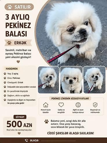 albay itleri: Pekines, 3 ay, Erkek, Peyvəndli — 1