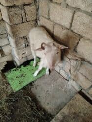 Inəklər, öküzlər: Başlıq: Erkey cepisdi super cepisdi Təsvir: - Erkək keçi - Ağ rəng — 1