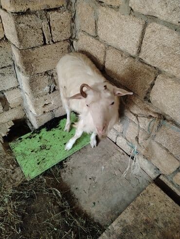 Inəklər, öküzlər: Erkey cepis kok cepisdi dam maldi — 3