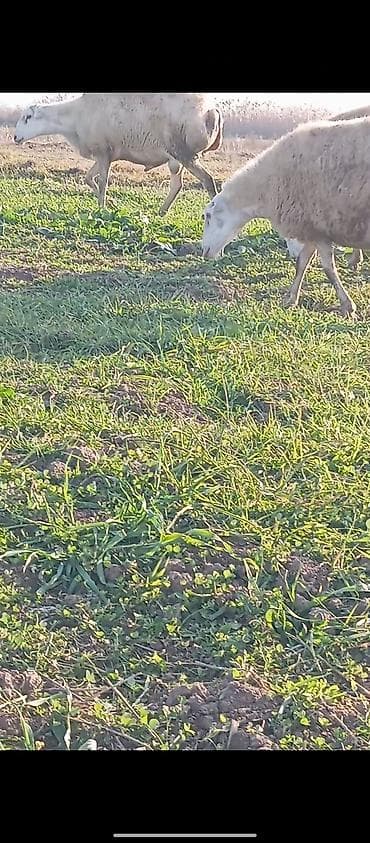 Qoyunlar – ətli-südlü istiqamət - Növlər: yerli qarışıq cinslər