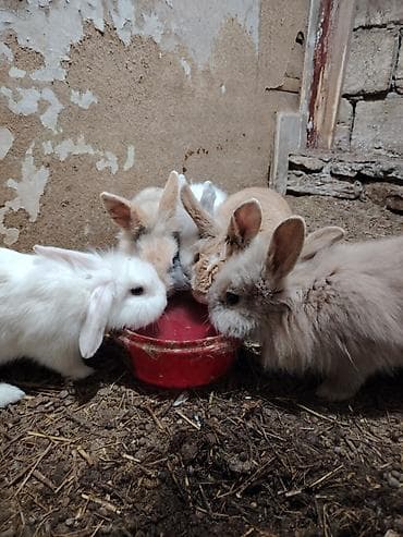 Digər heyvanlar: 5 dənəsi bir yerdə 80 Azn. Tək tək 20 Azn. Ev dovşanları – dekorativ — 8