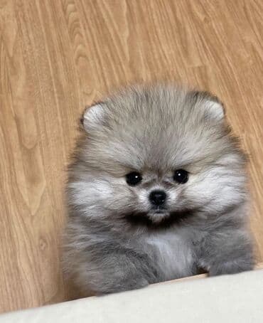 Şpitz, 2 ay, Peyvəndli, Ünvandan götürmə