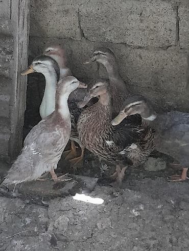 ordək bala: Salam ördəklər satilir adiler 12 manata 7 edetdi ana ata 5 bala — 1