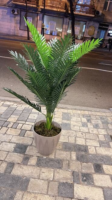 bitki toxumlari: Depodan bir basa satis 70azn baslayan dekarativ suni agaclar topdan — 2