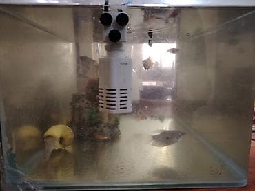 Heyvanlar üçün mallar: Akvarium dəsti Kicik bir catı var amma təmir edilib - Şüşə akvarium — 5