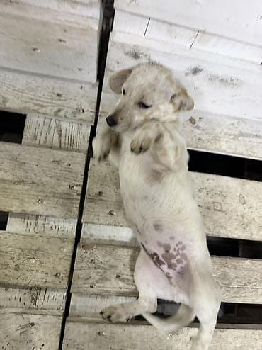 Digər heyvanlar: Cek rassel teryer, 3 ay, Erkek — 6