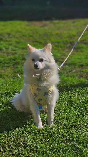 mal bazarı: İtlər üçün yumşaq sinə qayışı + kəmər dəsti - Dizayn: açıq sarı — 2