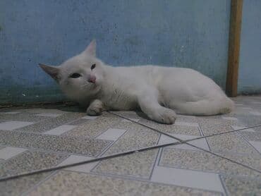 шотландская кошка купить: Şotland, Dişi, Yaxşı əllərə, Pulsuz çatdırılma — 1