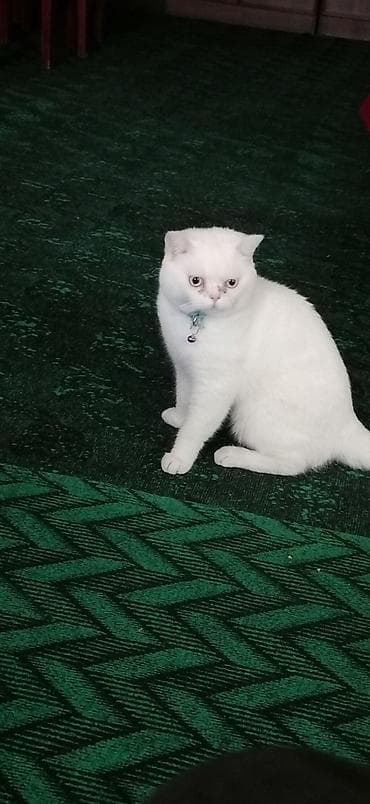 pisik yuva: Britan, Erkək, Yaxşı əllərə, Ödənişli çatdırılma — 4