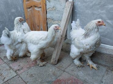 Toyuq, Brama, Damazlıq