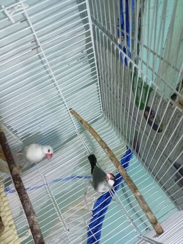 quş yuva: Hazr cüt bala verən risovıy amadin, erkəyi çox gözəl oxuyuryuva — 4