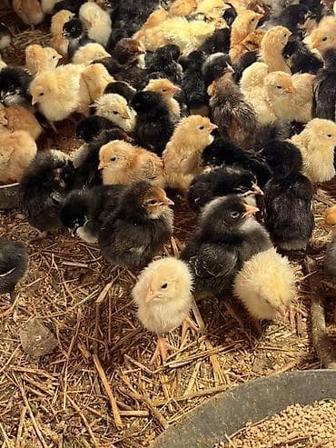 cüce: Toyuq cücələri, Ətlik, Ödənişli çatdırılma — 2