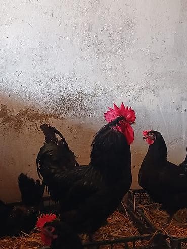 toyuq sumatra: Toyuq, Australorp, Damazlıq — 4