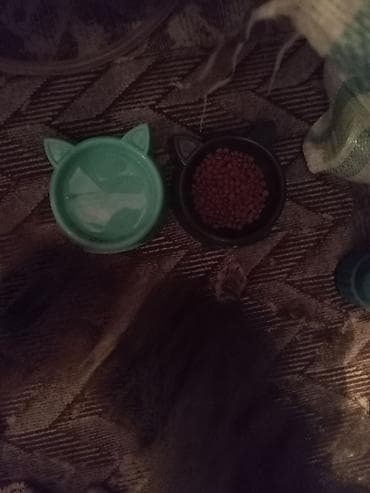 heyvan pişik: Pişik çox qəşəng pişikdir. Yemək qabı, su qabı, ayaqyolu üçün qabı — 1