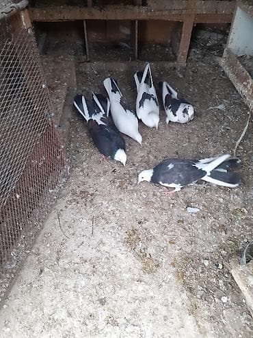 balaca itlerin satisi: Çəplər 1 cüt erkək,2 maya.1 cüt çəplər erkək maya.Yumurtaya döyürlər.1 — 1