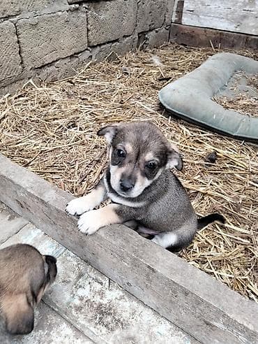 itlerin satişi: Əla növ qulaği sallağ zvanoklar satilir 7 ədəd di 3 həftəlikdirlər — 10