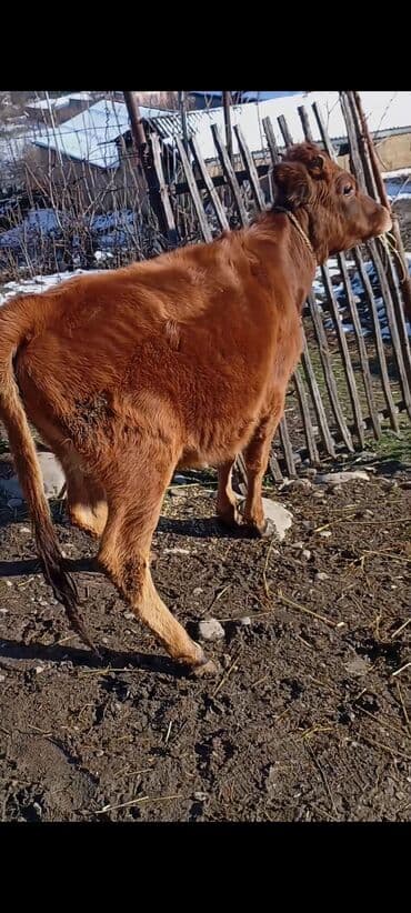 sağmal inək: Qırmızı rəngdə yerli cins buzov/simana tipli dana. - Təxmini 8–12 — 2