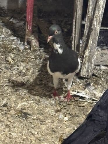 ağ pişik satışı: Məhsul: Ev quşu – göyərçinlər (qara-ağ rəngli) Təsvir: - Rəng — 2