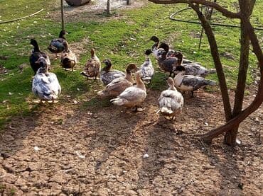 heyvanlara verilen xususi adlar: Boş bekar adamlar narahat etməsin — 1